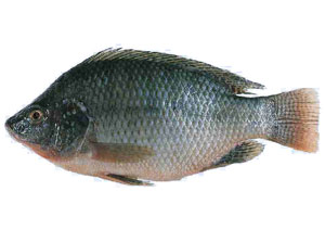 tilapia