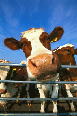moo