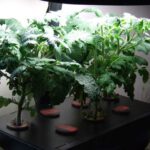 Aerogarden Tomato Plants