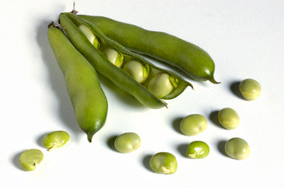fava