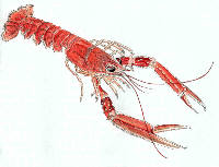langoustine